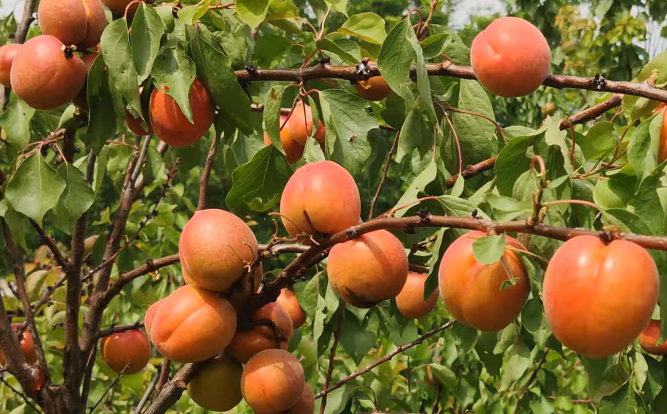 Купити Абрикос "Цунамі"