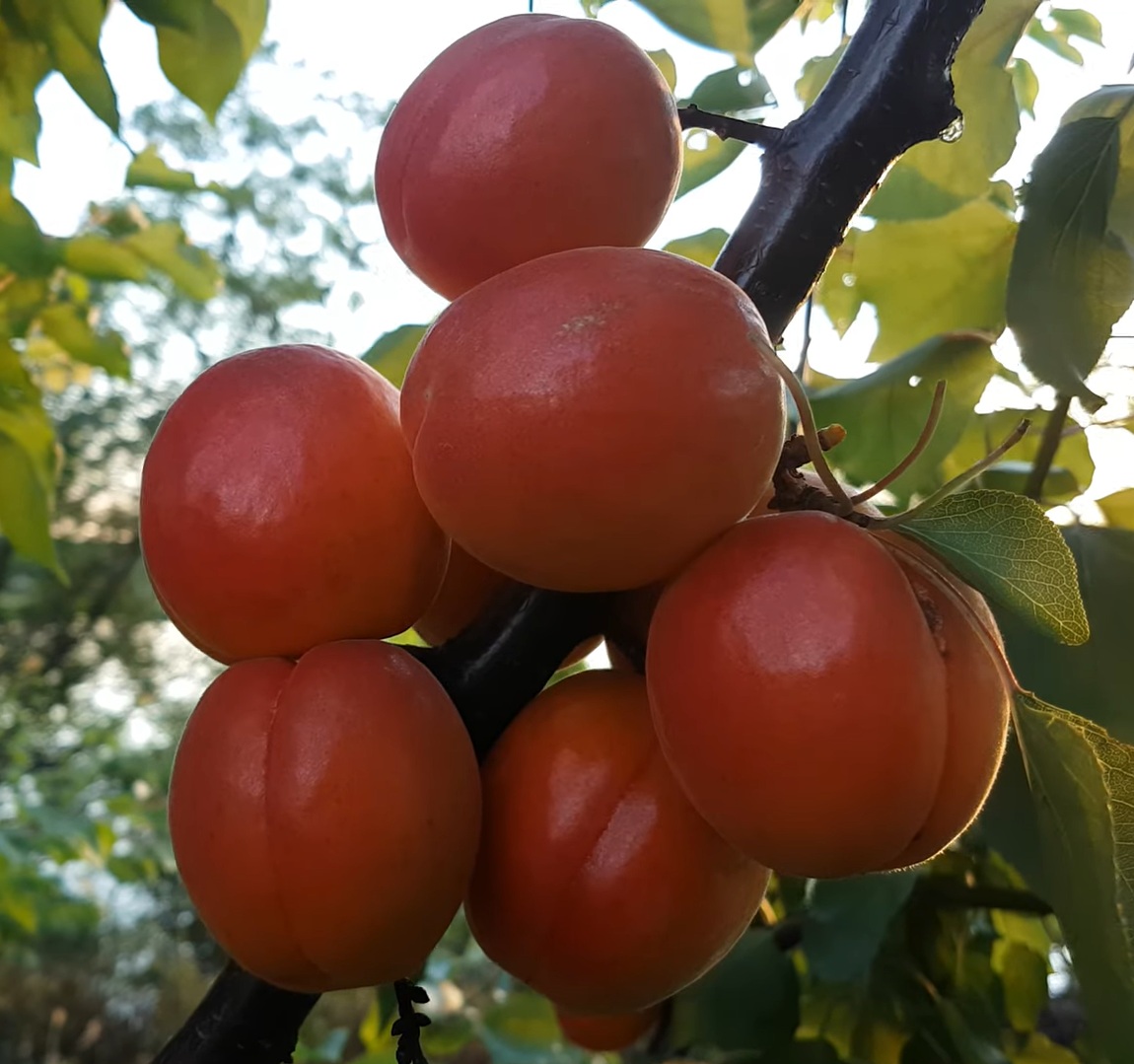 Купити Абрикос "Цунамі"