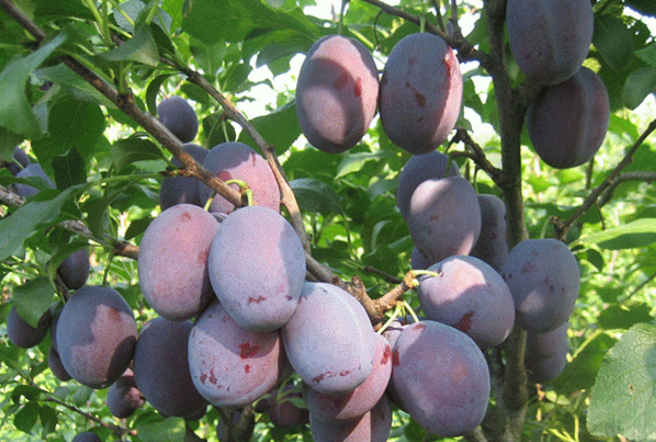 Купить Сливу "Чачакская ранняя"