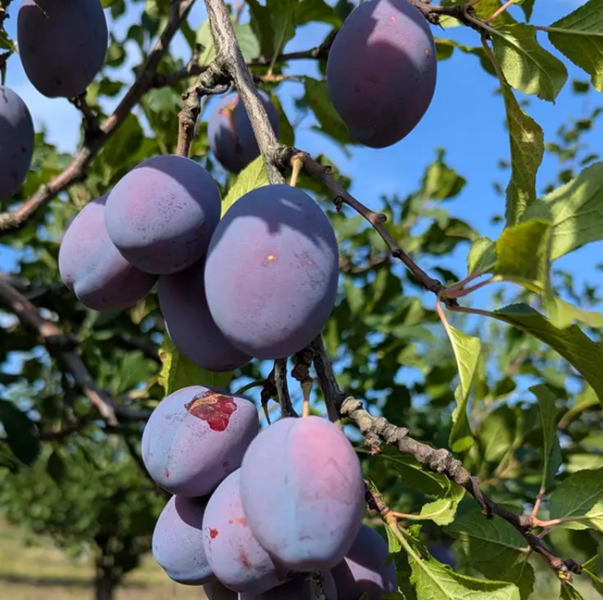 Купить Сливу "Чачакская ранняя"