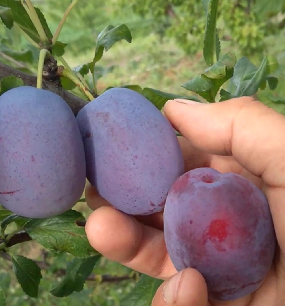 Купити Сливу "Чачакська рання"