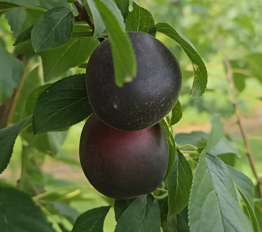 Купити саджанці гібриду абрикоса "Черікос"