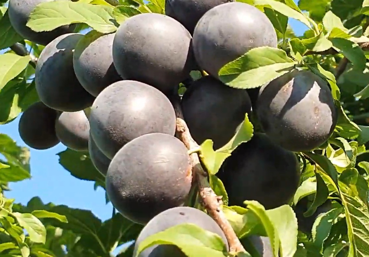 Купити Гібридний абрикос "Чорний бархат"