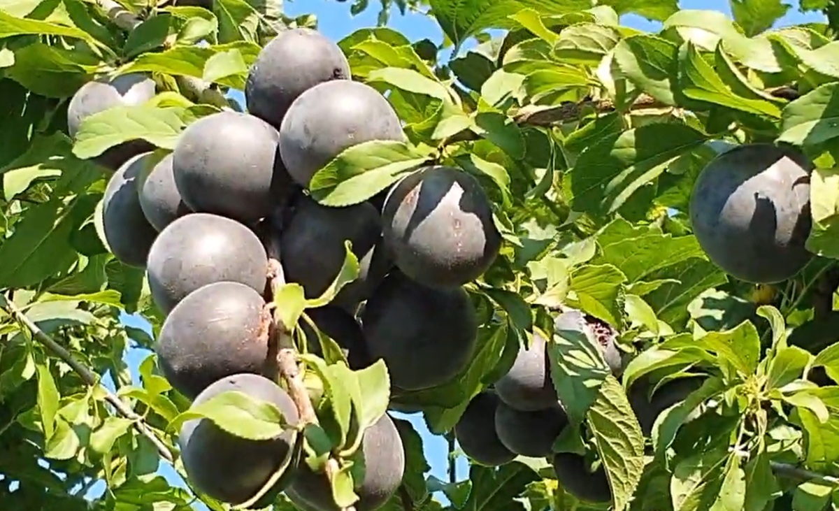 Купити Гібридний абрикос "Чорний бархат"