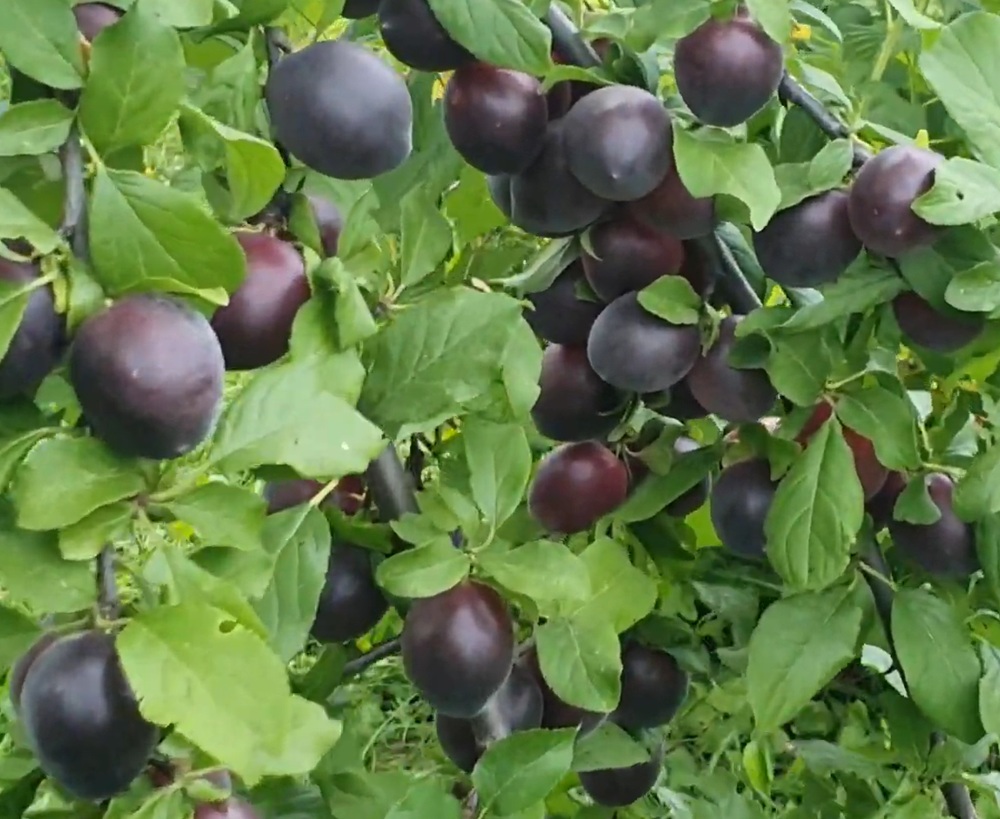 Купити Гібрид абрикоса  "Чорний персиковий"