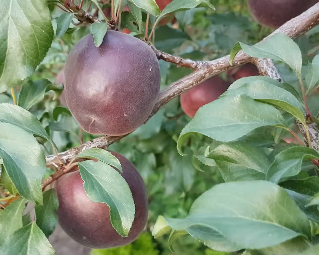 Купити Гібрид абрикоса "Чорний принц"