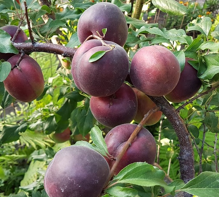 Купити Гібрид абрикоса "Чорний принц"