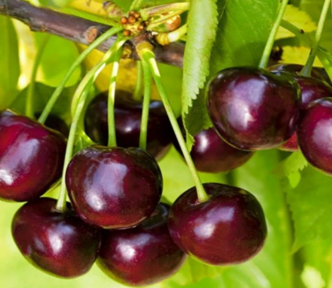 Купить Вишню "Шалунья"