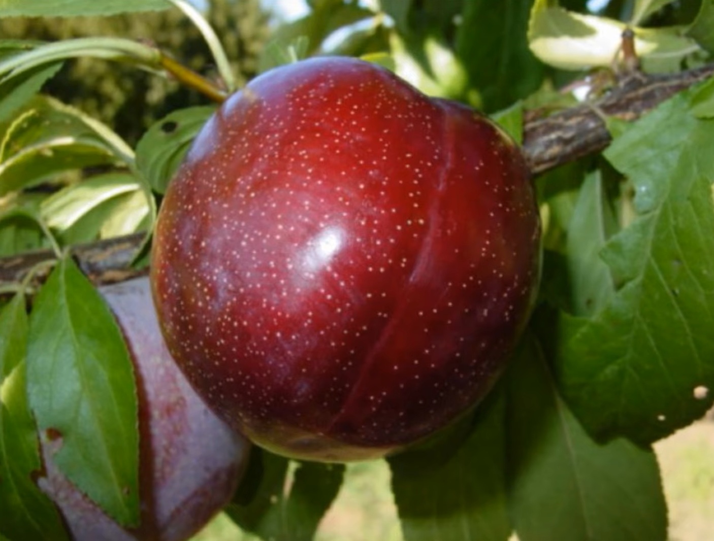 Купити Гібрид сливи ”Шарафуга”