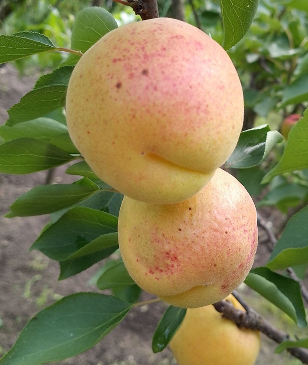 Купити Абрикос "Шедевр"