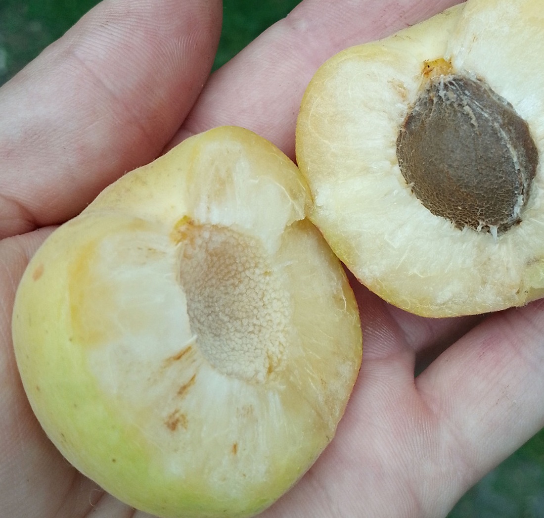 Купити Абрикос "Шедевр"