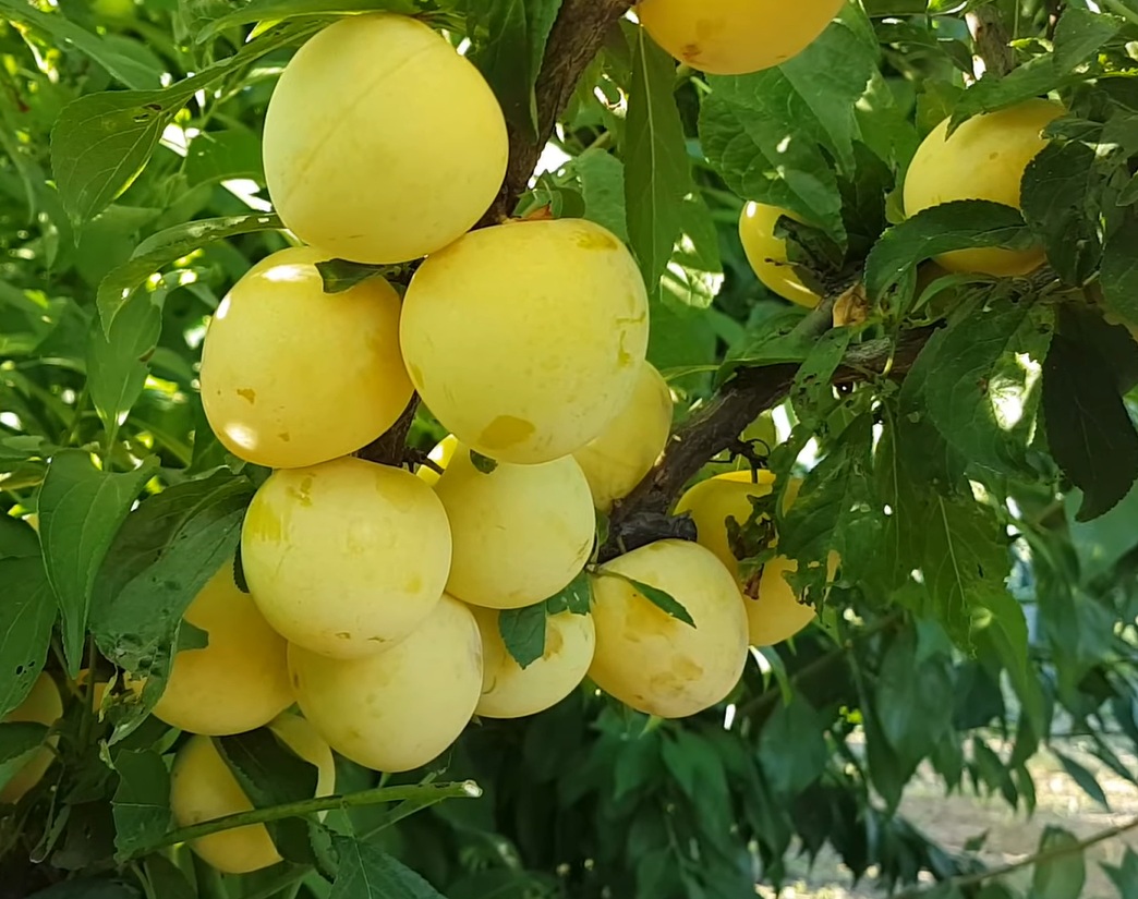 Купити саджанці гібриду сливи "Широ"