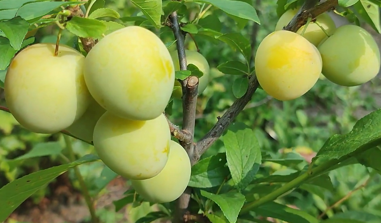 Купити саджанці гібриду сливи "Широ"