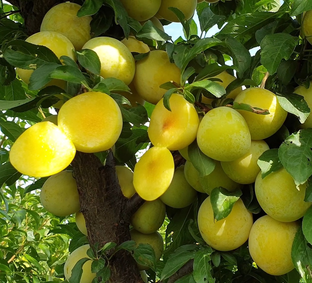 Купить саженцы гибрида сливы