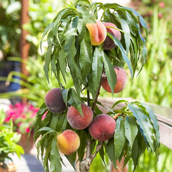 Купити Колоновидний персик "Штайнберг"