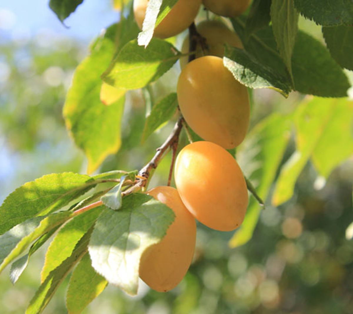 Купити Сливу "Яєчна жовта"