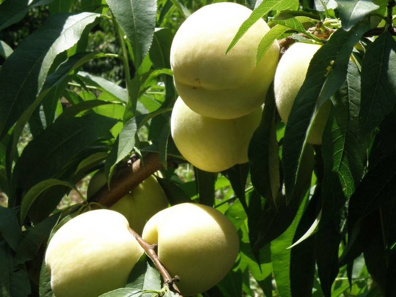 Купить Нектарин Белый (эндемик)