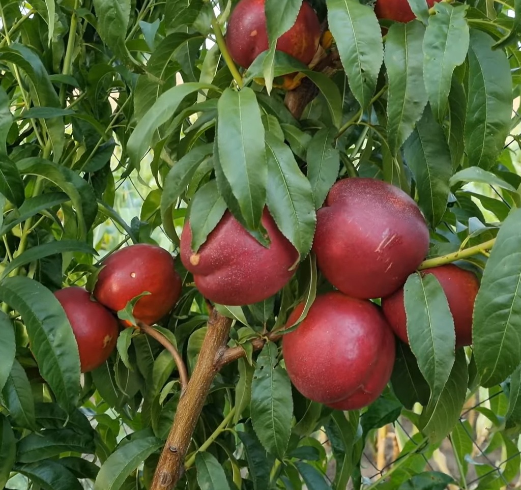 Купить Нектарин "Геа"