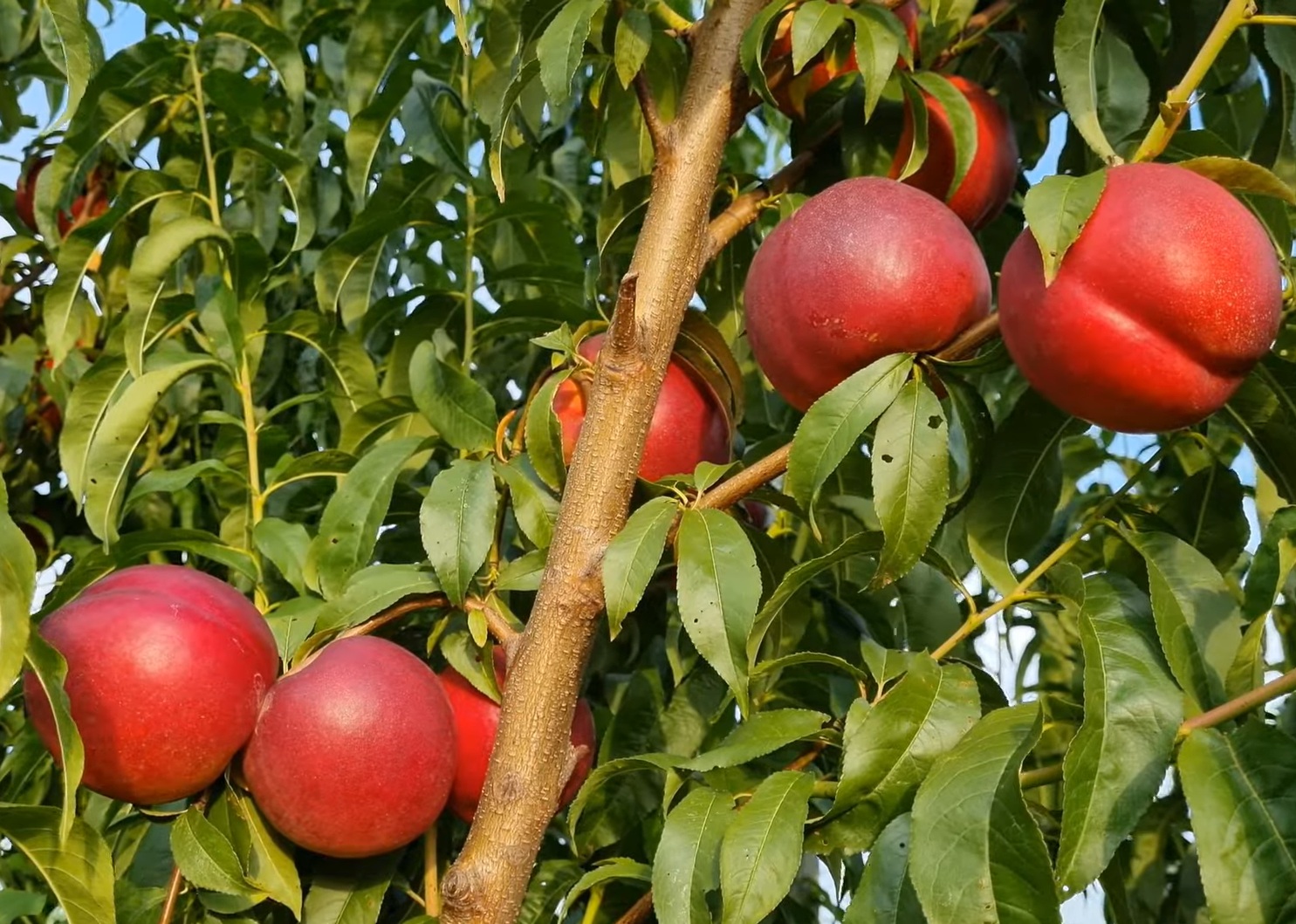 Купить Нектарин "Геа"