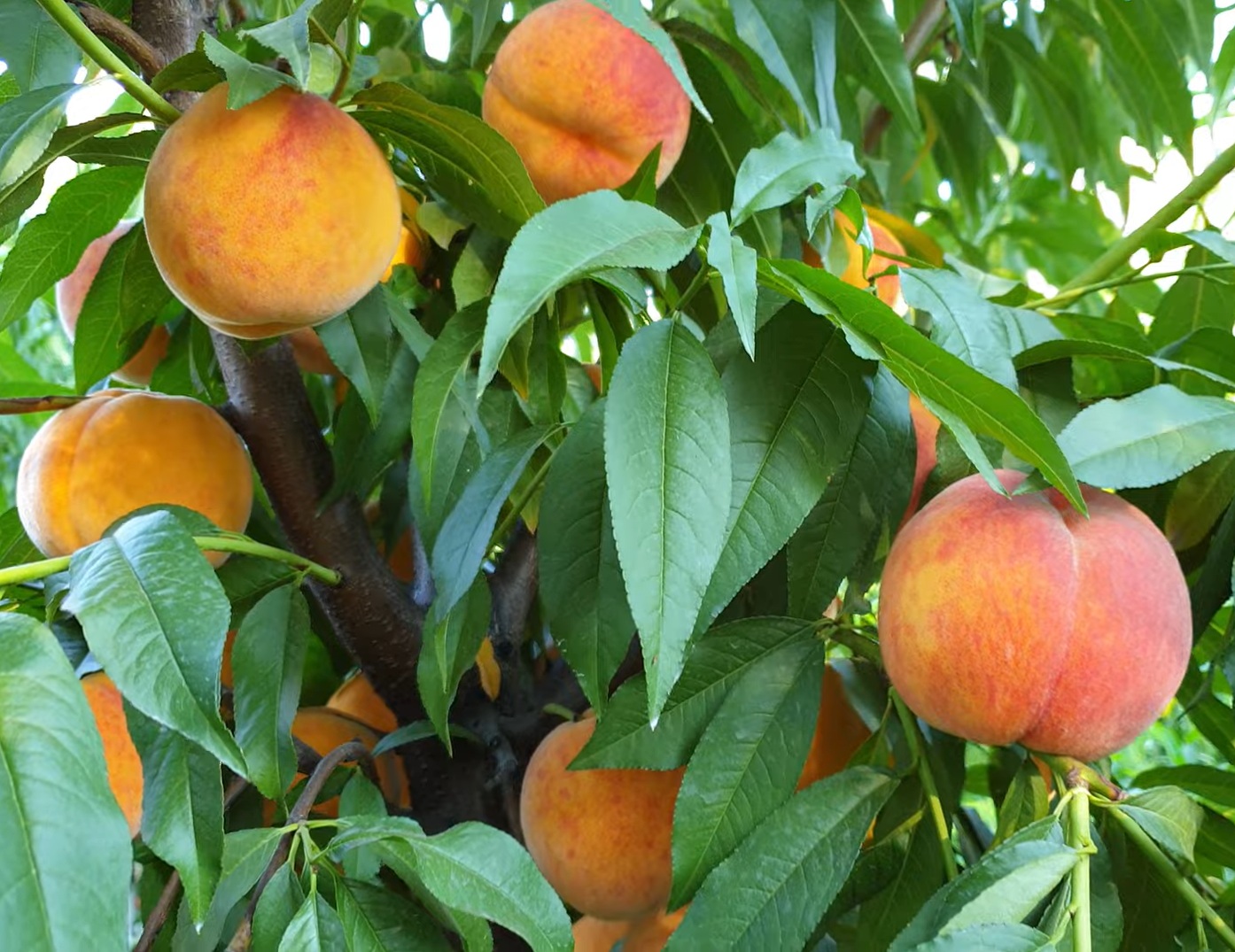 Купити Персик "Т-2"