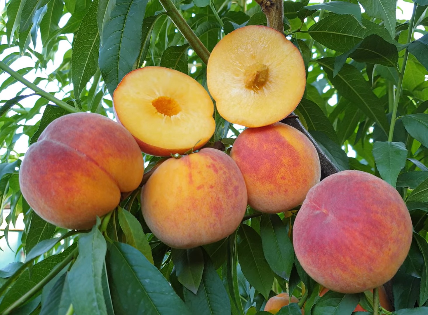 Купити Персик "Т-2"