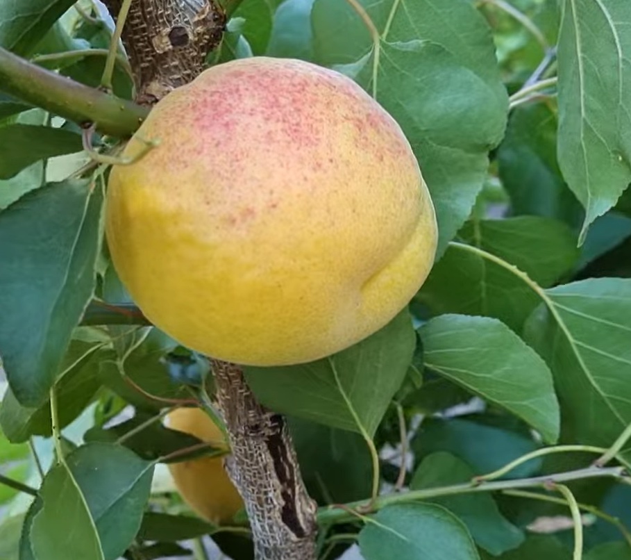 Купити Абрикос "NGA - 19"