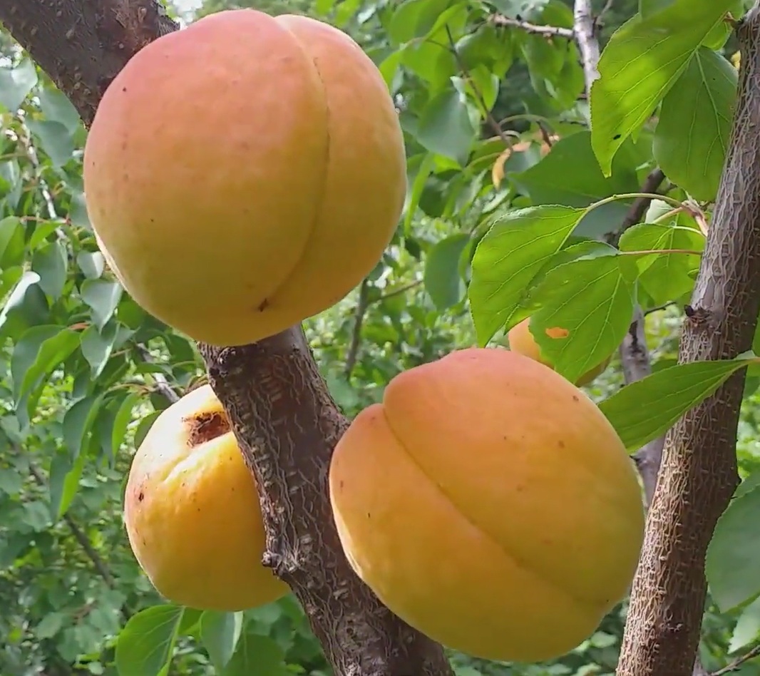 Купити Абрикос "NGA - 19"