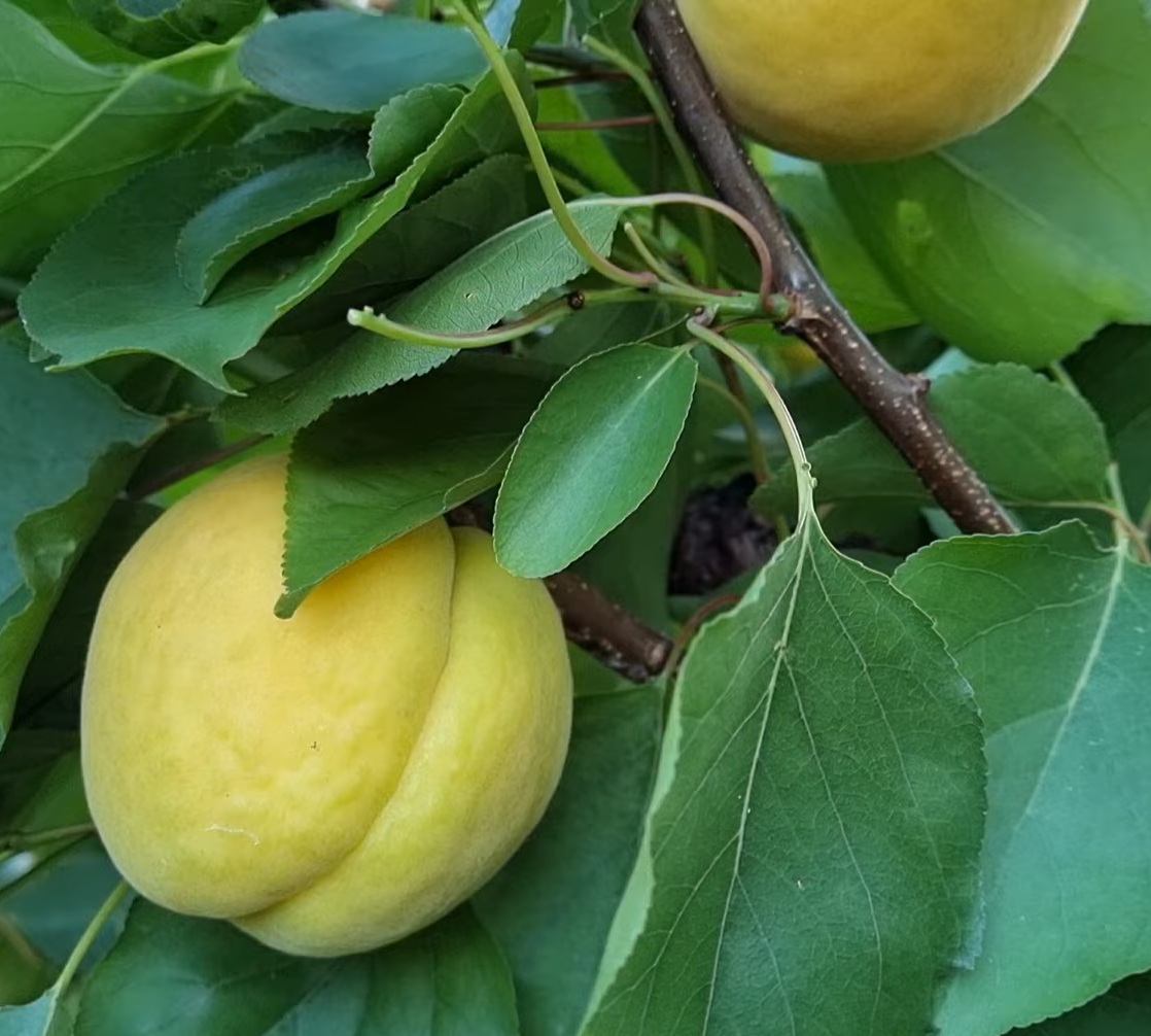 Купити Абрикос "NGA - 19"