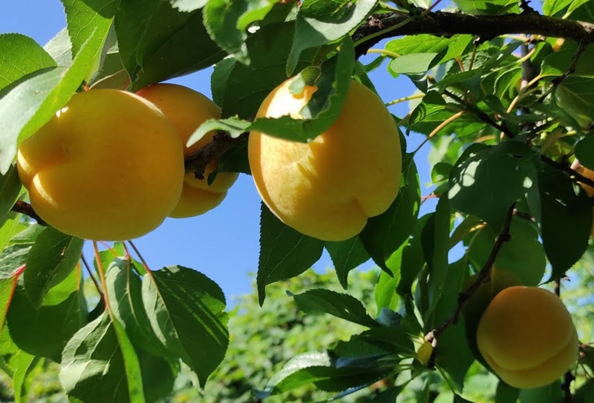 Купити Абрикос "NGA - 19"