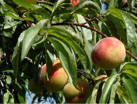 Купить саженцы персика плакучего Мелред Випинг на штамбе