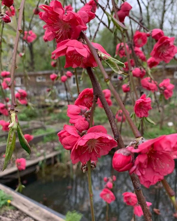 Купить саженцы персика плакучего Мелред Випинг на штамбе