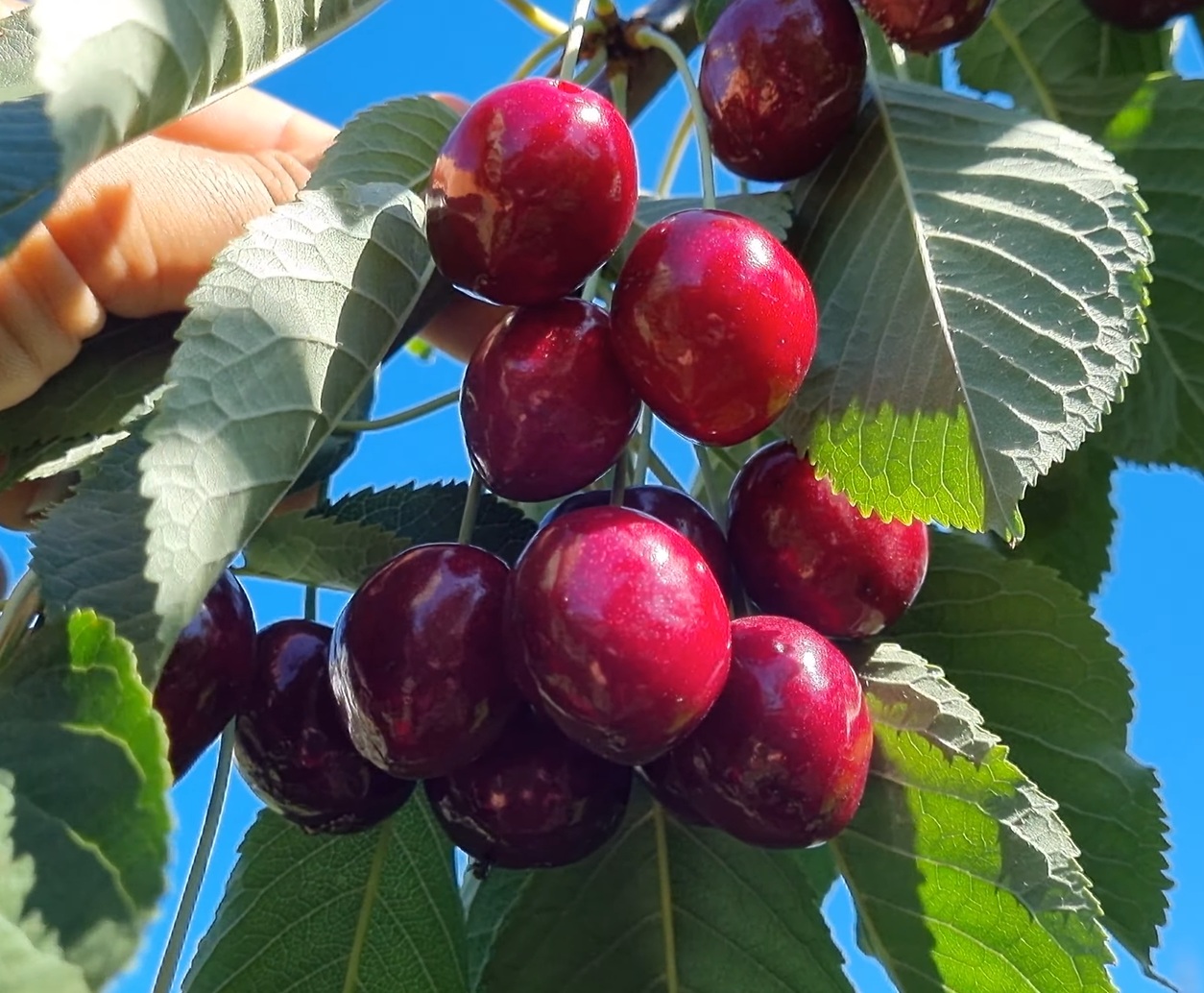 Купити Черешню "Біг Стар"  