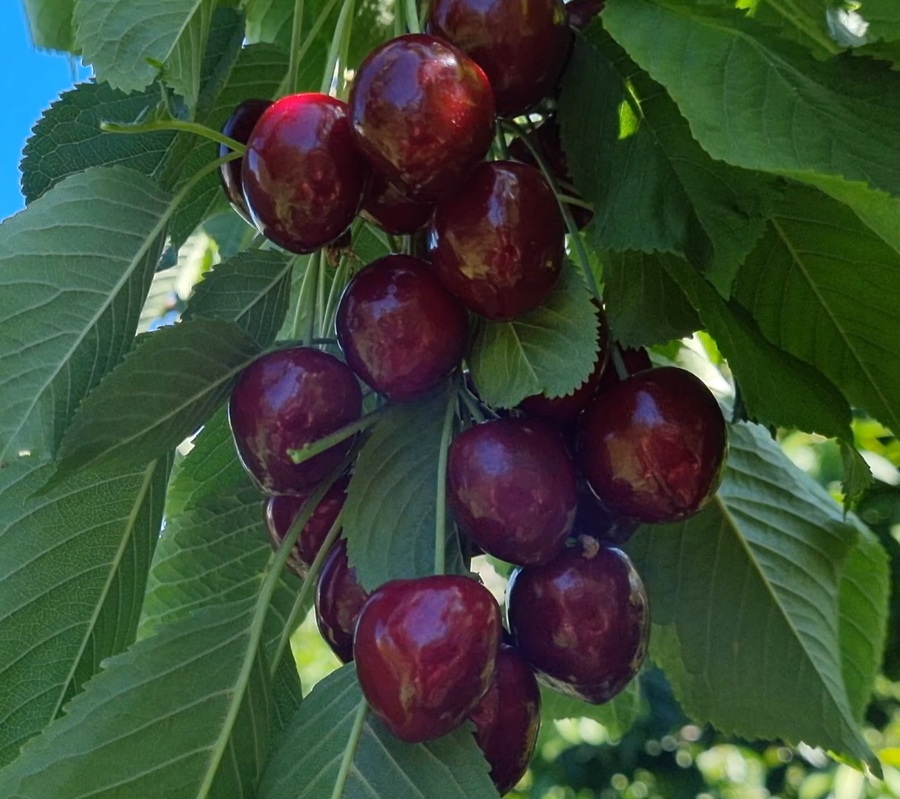 Купити Черешню "Біг Стар"  