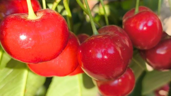 Купити Черешню "Канадський гігант"