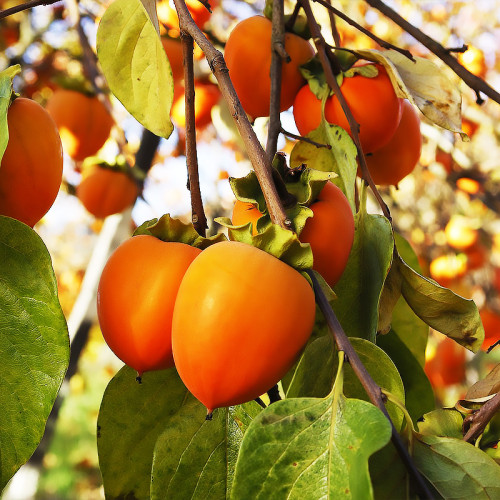 Купити Хурму "Джон Рік" (підщепа Віргінська)