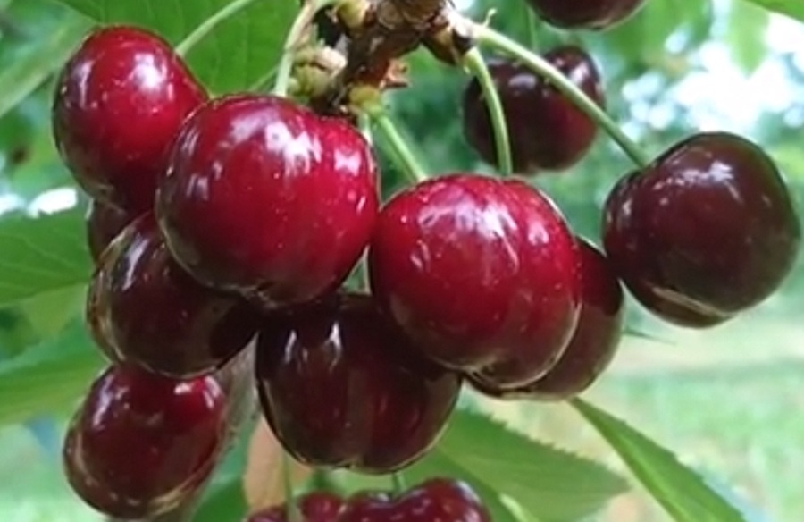 Купити Черешню "Ерлі Лорі"