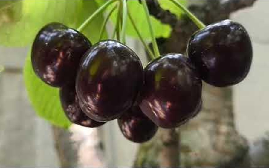 Купить Черешню "Фабиола"