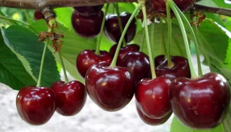 Купити Черешню "Карина"