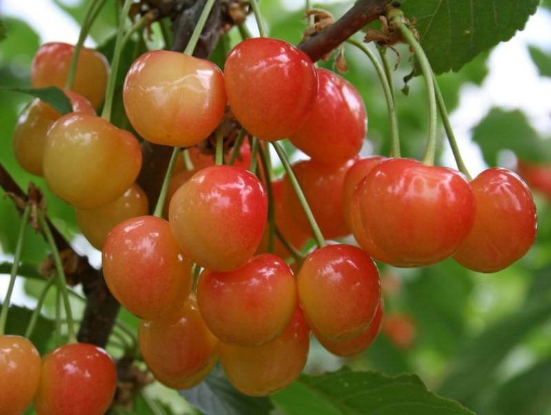 Купити саджанці черешня "Легенда Млієва"