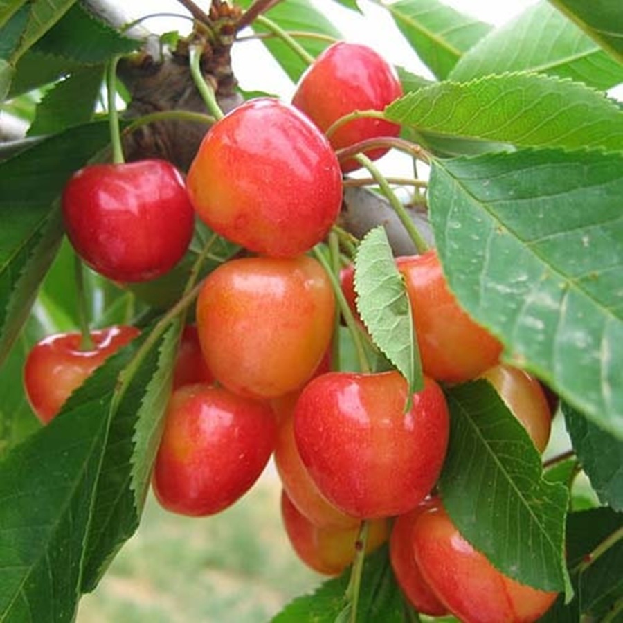 Купити Черешню "Любава" 