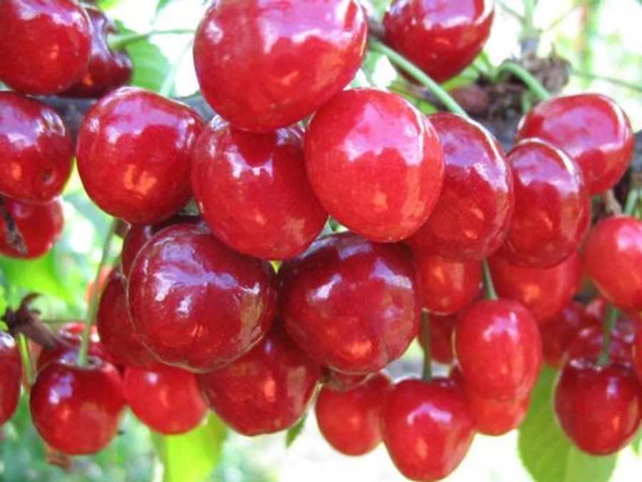 Купить Черешню "Мелитопольская ранняя"