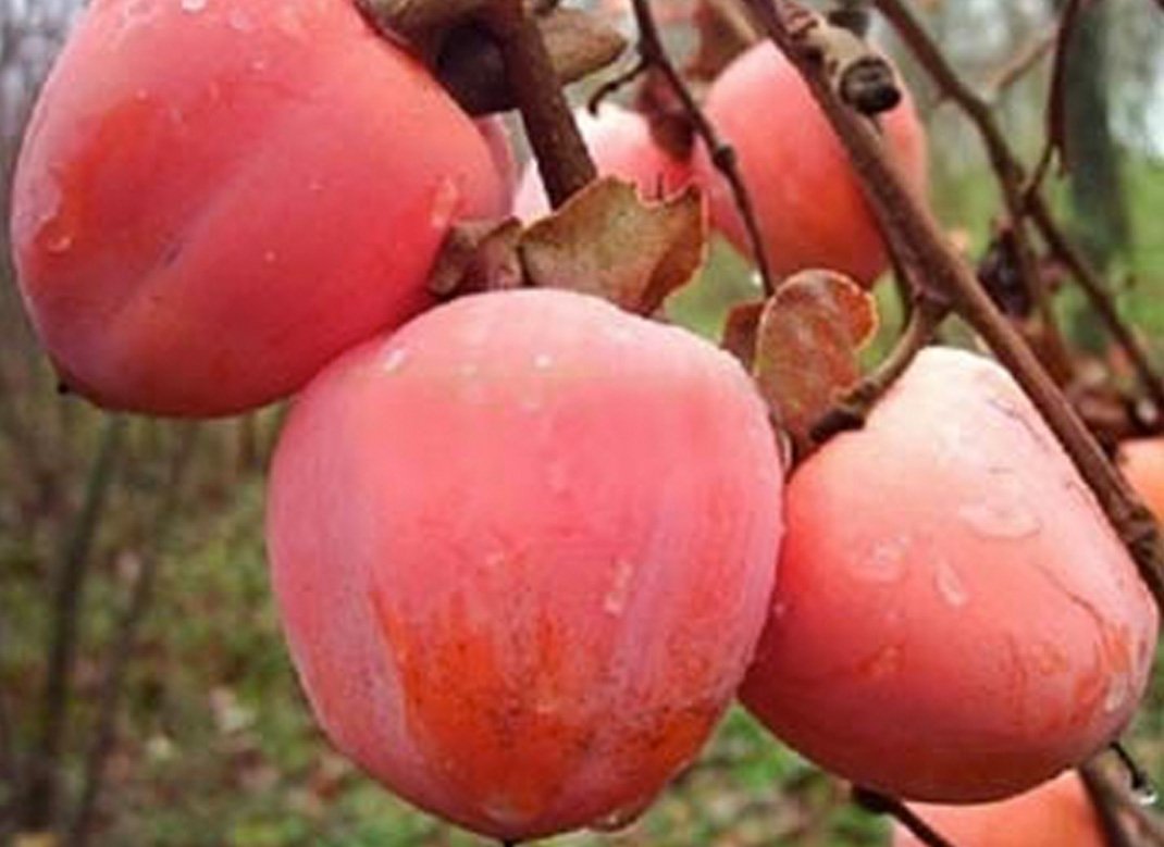 Купити Хурму "Нікітська Бордова" (підщепа Кавказька)