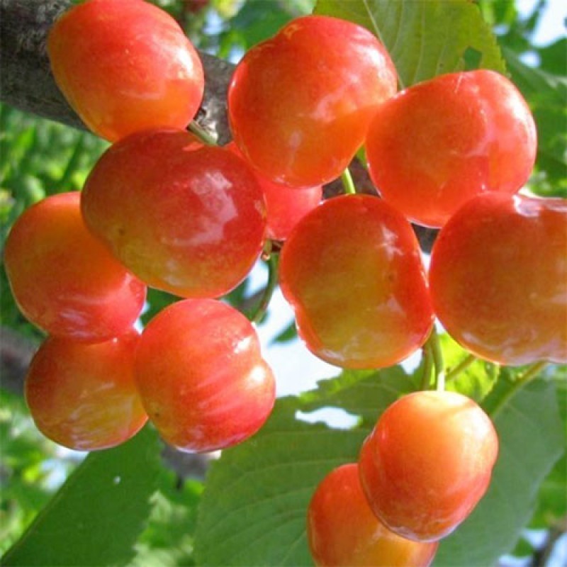 Купить Черешню "Приусадебная"