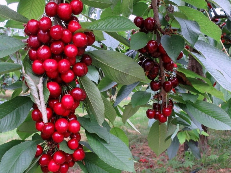 Купити саджанці колоновидної черешні "Квін Мері"