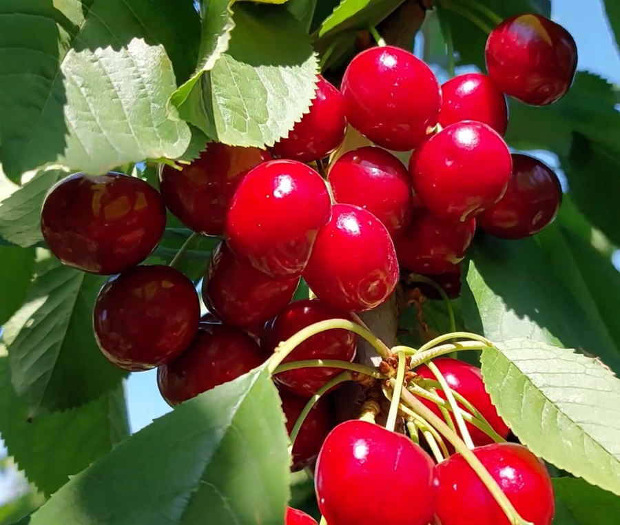 Купити Черешню "Стаккато"