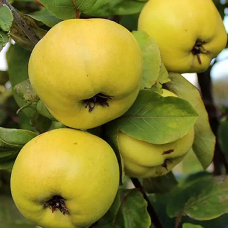 Купить саженцы айвы "Студентка"