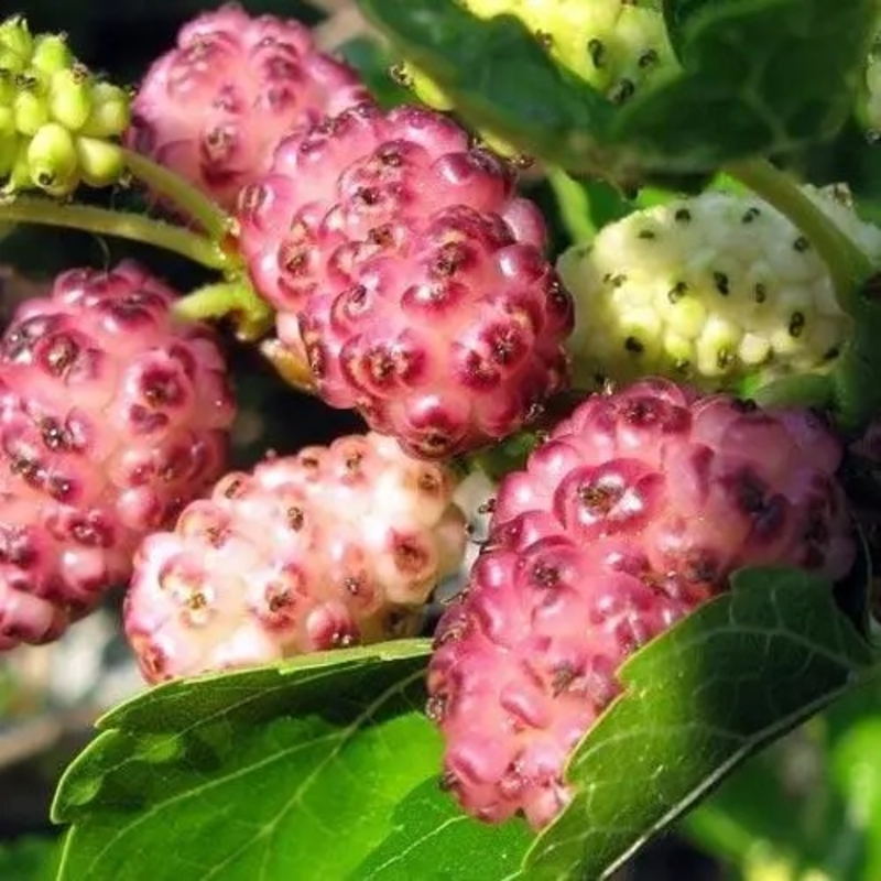 Купити саджанці Шовковиці "Вікторія"