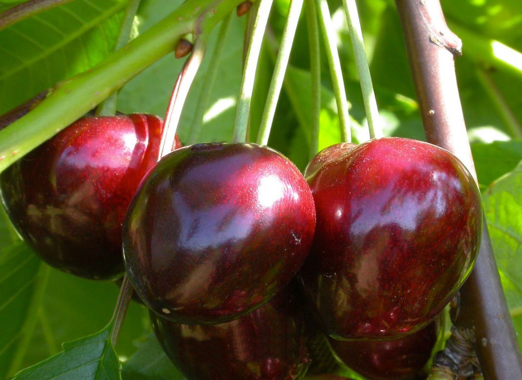 Купити саджанці черешня "Волове Серце"