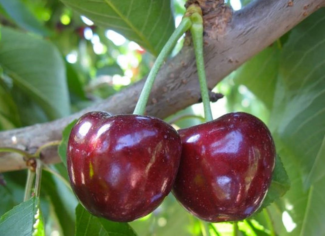 Купити саджанці черешня "Волове Серце"