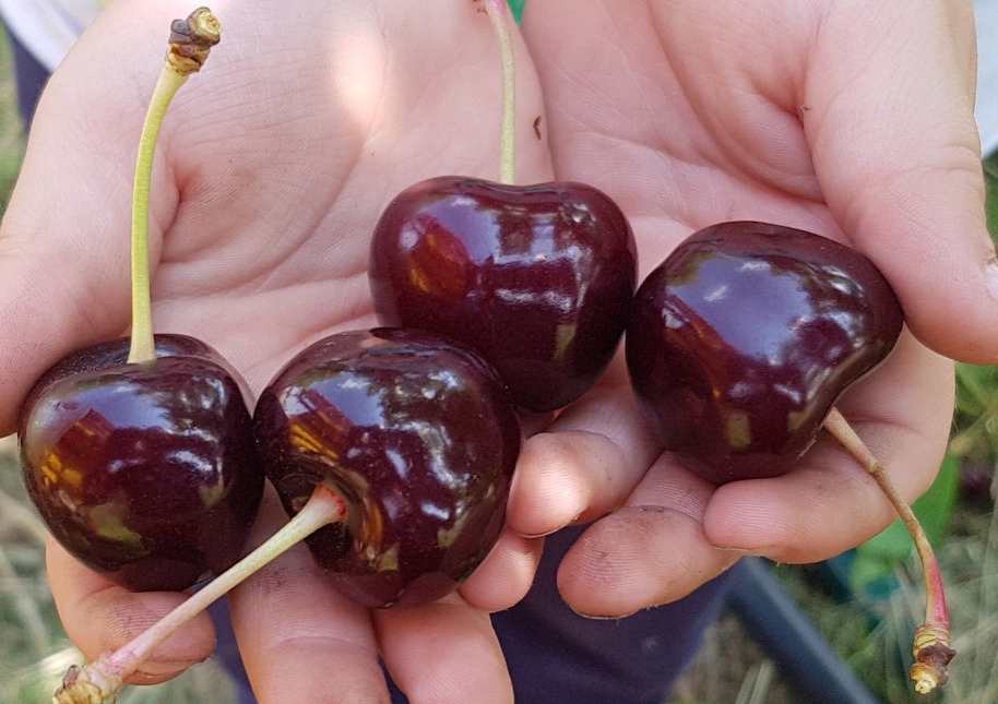 Купити саджанці черешня "Волове Серце"